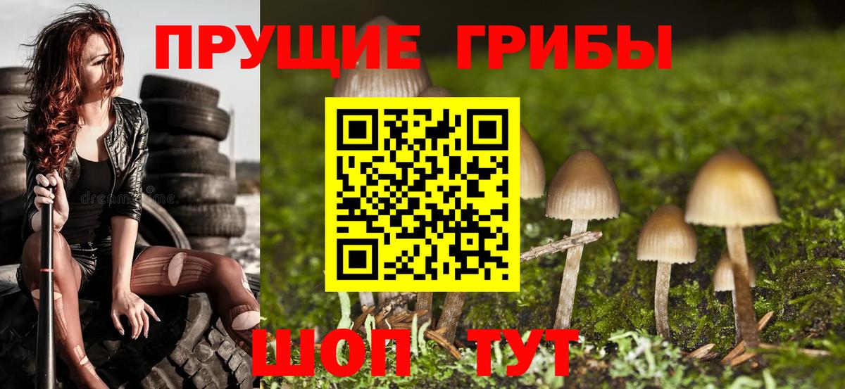 Галлюциногенные грибы Psilocybine cubensis Заринск